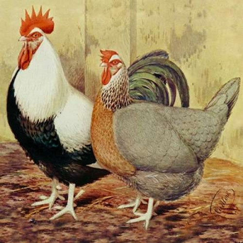 Chickens: Silver-Grey Dorkings Poster Print by  Lewis Wright - Item # VARPDX454832