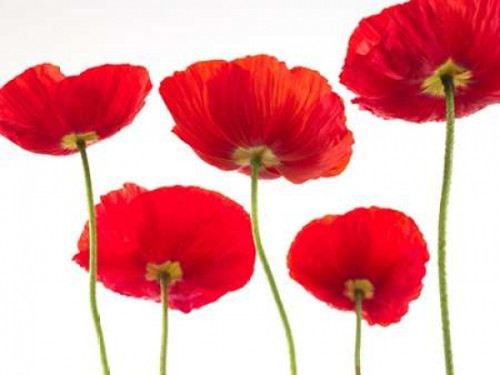 Five Poppies Poster Print by  Assaf Frank - Item # VARPDXAF20100525232C01