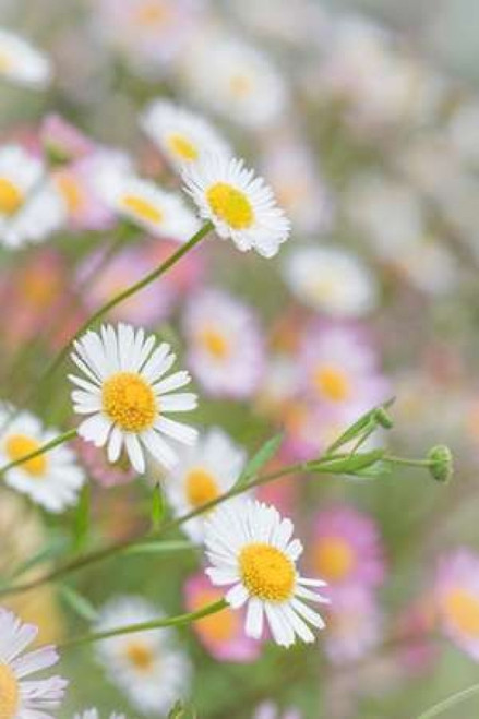 Santa Barbara Daisies II Poster Print by Kathy Mahan - Item # VARPDXPSMHN436
