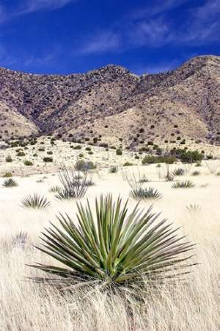 Desert Grasslands I Poster Print by Douglas Taylor - Item # VARPDXPSTLR390