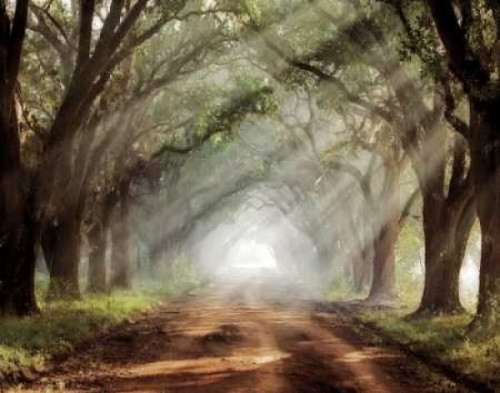 Evergreen Plantation Poster Print by Mike Jones - Item # VARPDXJMP313