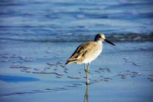 Sandpiper in the Surf II Poster Print by Alan Hausenflock - Item # VARPDXPSHSF716