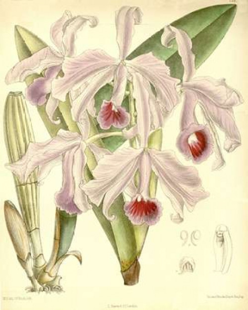Orchid, Cattleya Lawrenceana Poster Print by  William Curtis - Item # VARPDXCO01
