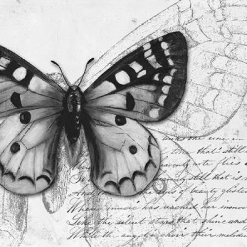 Butterfly Studies I Poster Print by Patricia Pinto - Item # VARPDX6229C
