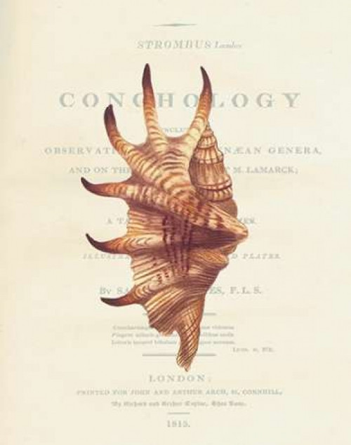 Shell, Strombus Lambis Poster Print by  Samuel Brookes - Item # VARPDXSB13