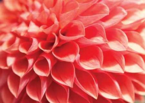 Coral Funnel Dahlia Poster Print by Dana Styber - Item # VARPDXPSSTY114