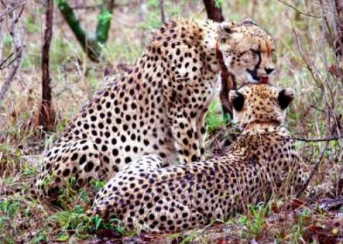 Safari Cheetah II Poster Print by Dana Underdahl - Item # VARPDXPSUND125