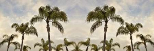 Palm Banner - 2 - Color Poster Print by Alan Blaustein - Item # VARPDXABSPT005