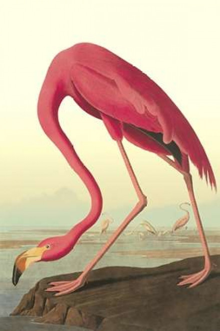 American Flamingo Poster Print by  John James Audubon - Item # VARPDX197766