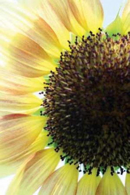 Sunflower VI Poster Print by Tammy Putman - Item # VARPDXPSPTM124
