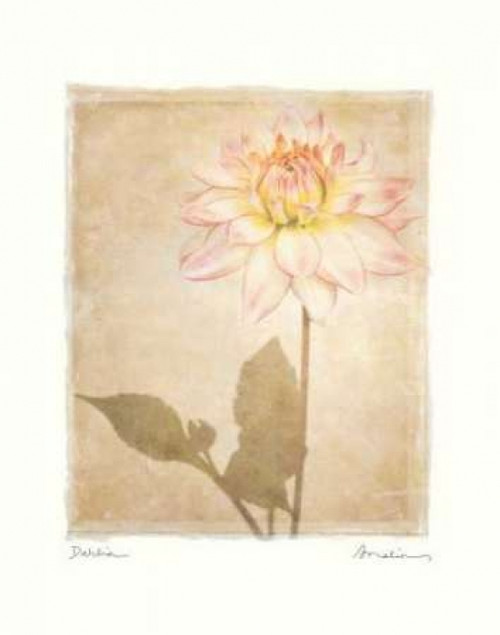 Dahlia Poster Print by Amy Melious - Item # VARPDXMEL304