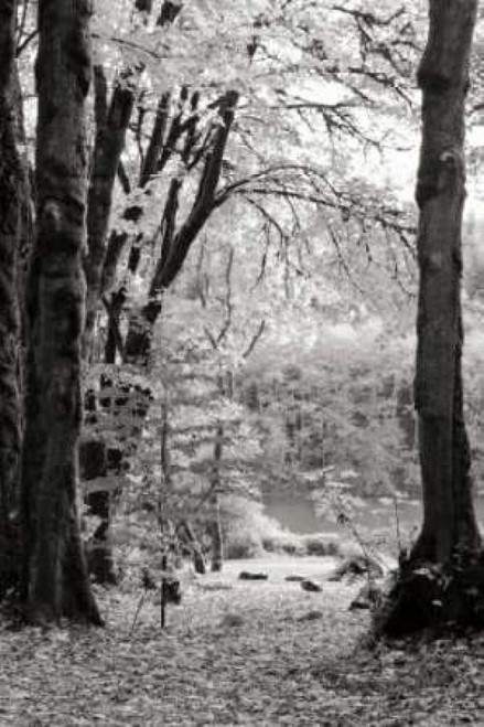 Baker Lake Trail II Poster Print by Dana Styber - Item # VARPDXPSSTY253