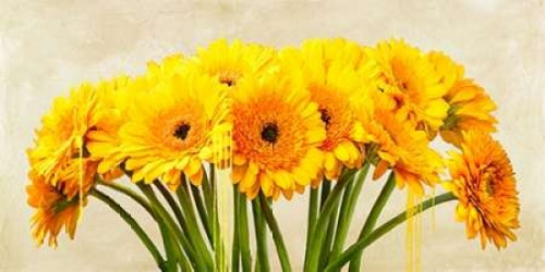 Gerbera Abstraction Poster Print by Alex Vinci - Item # VARPDX2AV3046