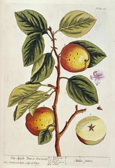 Apple Tree Poster Print by  Elizabeth Blackwell - Item # VARPDX265943