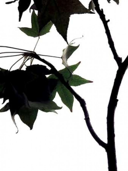 Maple Branch IV Poster Print by Monika Burkhart - Item # VARPDXPSBHT168