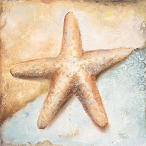 Seashell Collection II Poster Print by Patricia Pinto - Item # VARPDX9209