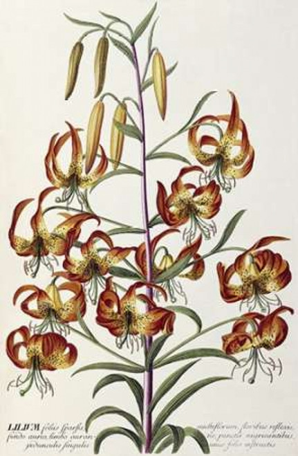 Lilium - Plantae Selectae Poster Print by  George Dionysius Ehret - Item # VARPDX267957