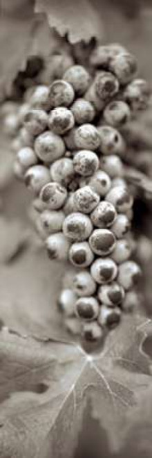 Grapes Pano - 6 Poster Print by Alan Blaustein - Item # VARPDXABGR9