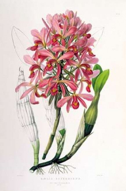 Orchid, Laelia Superbiens Poster Print by  Augusta Withers - Item # VARPDXAW06