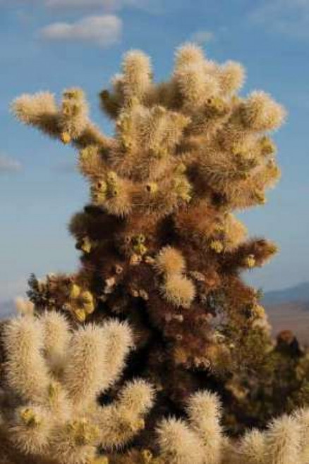 Cholla Cactus II Poster Print by Erin Berzel - Item # VARPDXPSBZL378