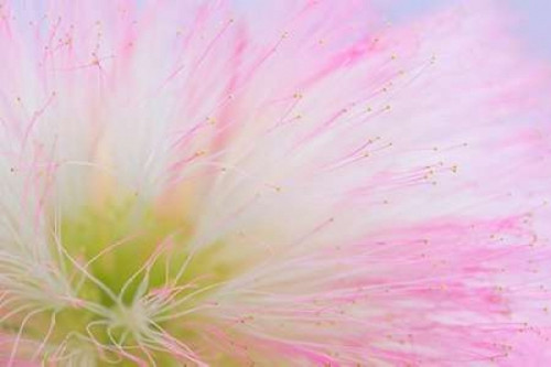 Mimosa Tree Blossom II Poster Print by Kathy Mahan - Item # VARPDXPSMHN575