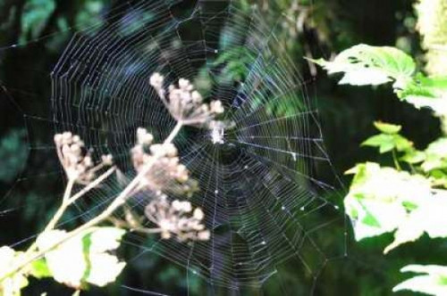 Spiderweb I Poster Print by Logan Thomas - Item # VARPDXPSTMS120