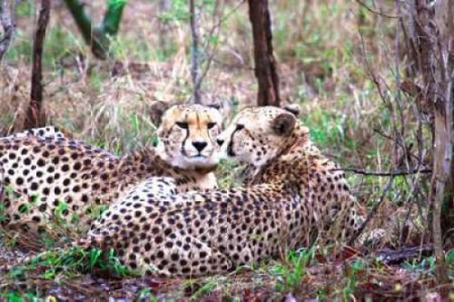 Safari Cheetah I Poster Print by Dana Underdahl - Item # VARPDXPSUND124