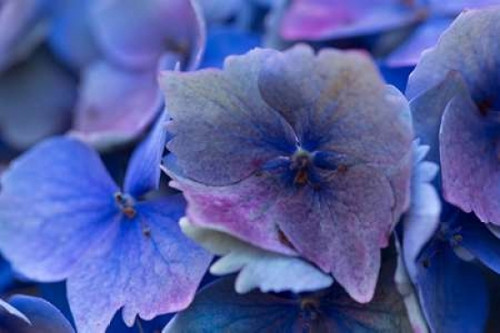 Hydrangea Blue IV Poster Print by Rita Crane - Item # VARPDXPSCRN531