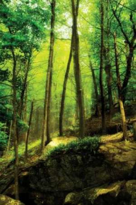 Deep Woods I Poster Print by Alan Hausenflock - Item # VARPDXPSHSF210