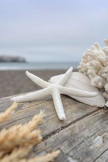 Crescent Beach Shells 13 Poster Print by Alan Blaustein - Item # VARPDXB3355D