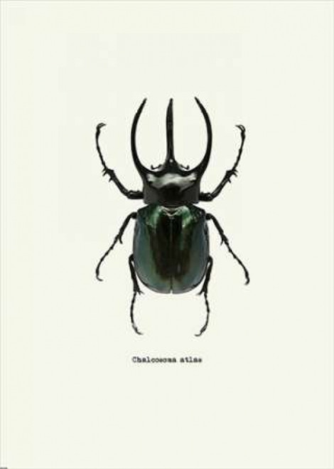 Beetle Black Poster Print by GraphINC - Item # VARPDXIN318892