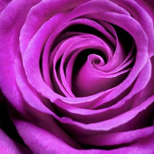 Purple Rose Poster Print by PhotoINC Studio - Item # VARPDXIN30867