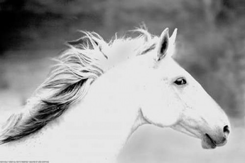 Mane In The Wind Poster Print by Sally Linden - Item # VARPDXLIN26BW
