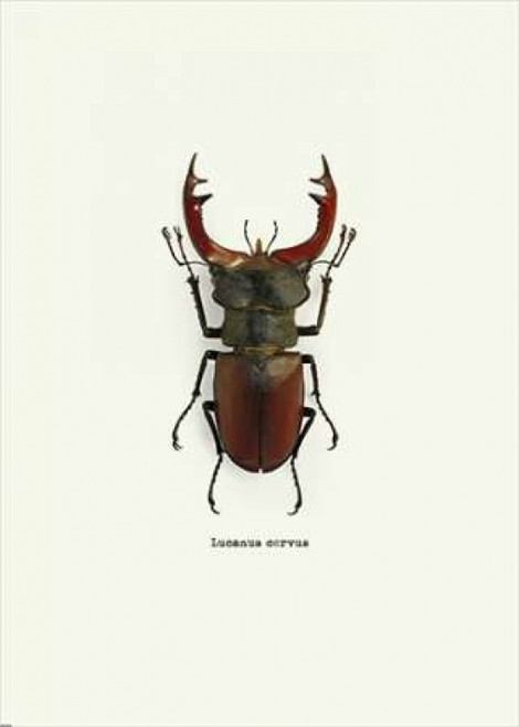 Beetle Red Poster Print by GraphINC - Item # VARPDXIN318894