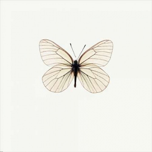 White Butterfly Poster Print by PhotoINC Studio - Item # VARPDXIN31293