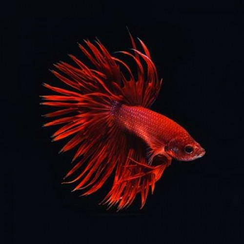 Red Betta Fish Poster Print by PhotoINC Studio - Item # VARPDXIN31887
