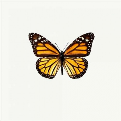 Yellow Butterfly Poster Print by PhotoINC Studio - Item # VARPDXIN31296