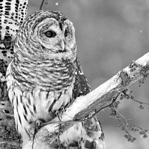 White Owl Poster Print by PhotoINC Studio - Item # VARPDXIN321776