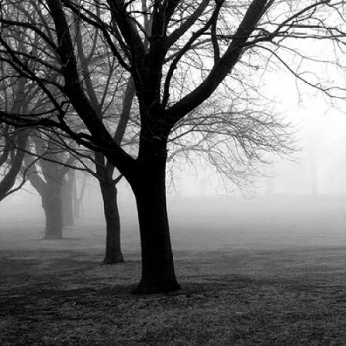 Trees Poster Print by PhotoINC Studio - Item # VARPDXIN34008