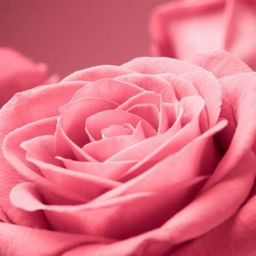 Pink Rose Poster Print by PhotoINC Studio - Item # VARPDXIN30868