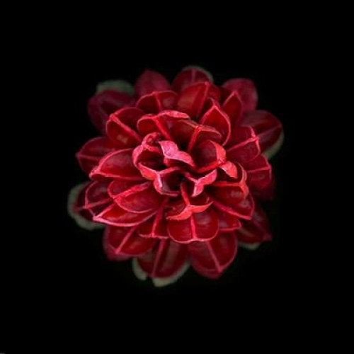 In Red Poster Print by PhotoINC Studio - Item # VARPDXIN30860