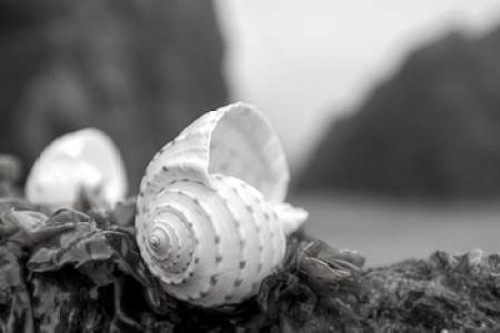 Crescent Beach Shells 1 Poster Print by Alan Blaustein - Item # VARPDXB3359D