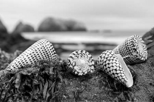 Crescent Beach Shells 3 Poster Print by Alan Blaustein - Item # VARPDXB3357D
