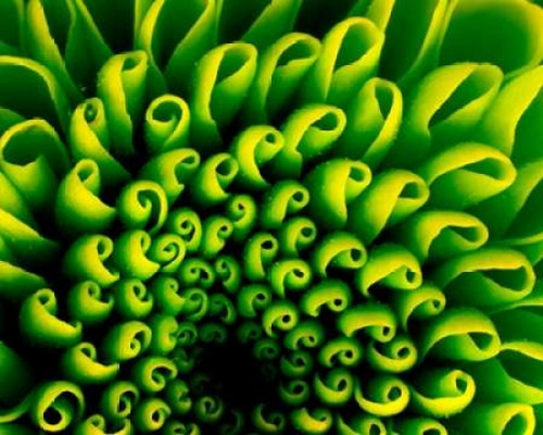 Green Design Poster Print by PhotoINC Studio - Item # VARPDXIN31646