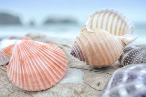 Crescent Beach Shells 10 Poster Print by Alan Blaustein - Item # VARPDXB3373D