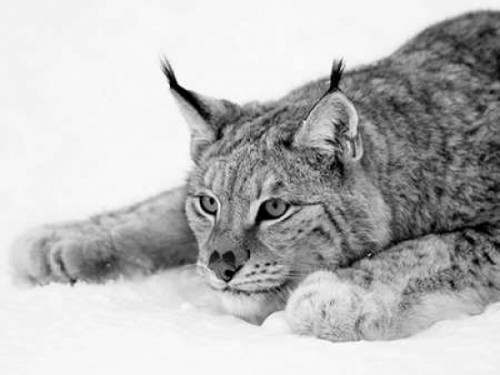 Lynx Poster Print by PhotoINC Studio - Item # VARPDXIN321772