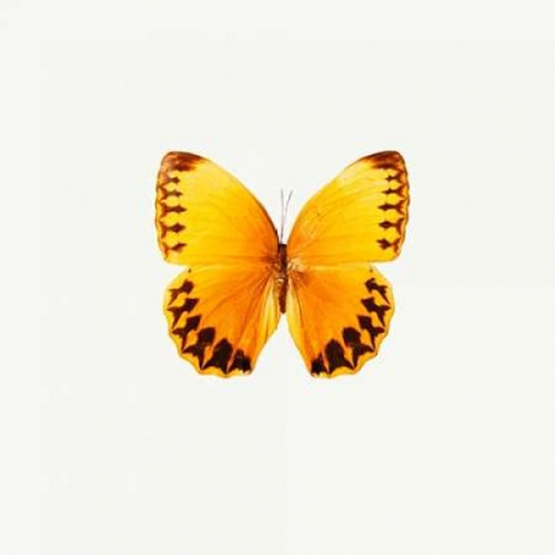 Yellow Butterfly Poster Print by PhotoINC Studio - Item # VARPDXIN31297