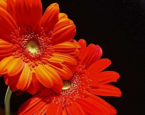 Orange Daisies Poster Print by Monika Burkhart - Item # VARPDXPSBHT343