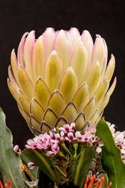 Protea Artistata Poster Print by Lee Peterson - Item # VARPDXPSPSN255