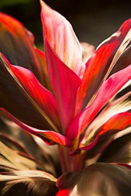 Red Ti Leaves Poster Print by Karyn Millet - Item # VARPDXPSMLT720